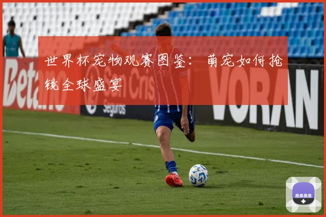 世界杯宠物观赛图鉴：萌宠如何抢镜全球盛宴