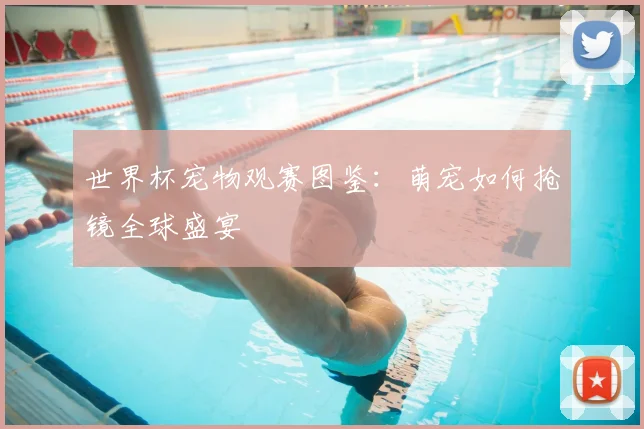 世界杯宠物观赛图鉴：萌宠如何抢镜全球盛宴